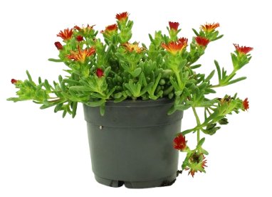 Delosperma pot 10,5 cm