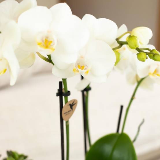 La Green Touch - Orchidée blanche et son cache-pot - h35cm, Ø9cm 35cm - Plante d'intérieur- La Green Touch - Image 6