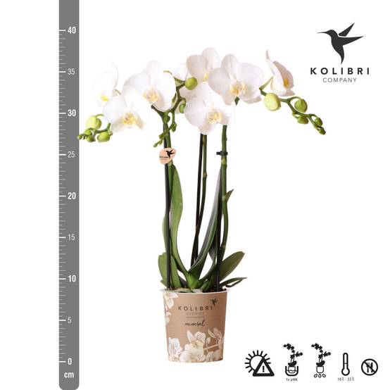 La Green Touch - Orchidée blanche et son cache-pot - h35cm, Ø9cm 35cm - Plante d'intérieur- La Green Touch - Image 2