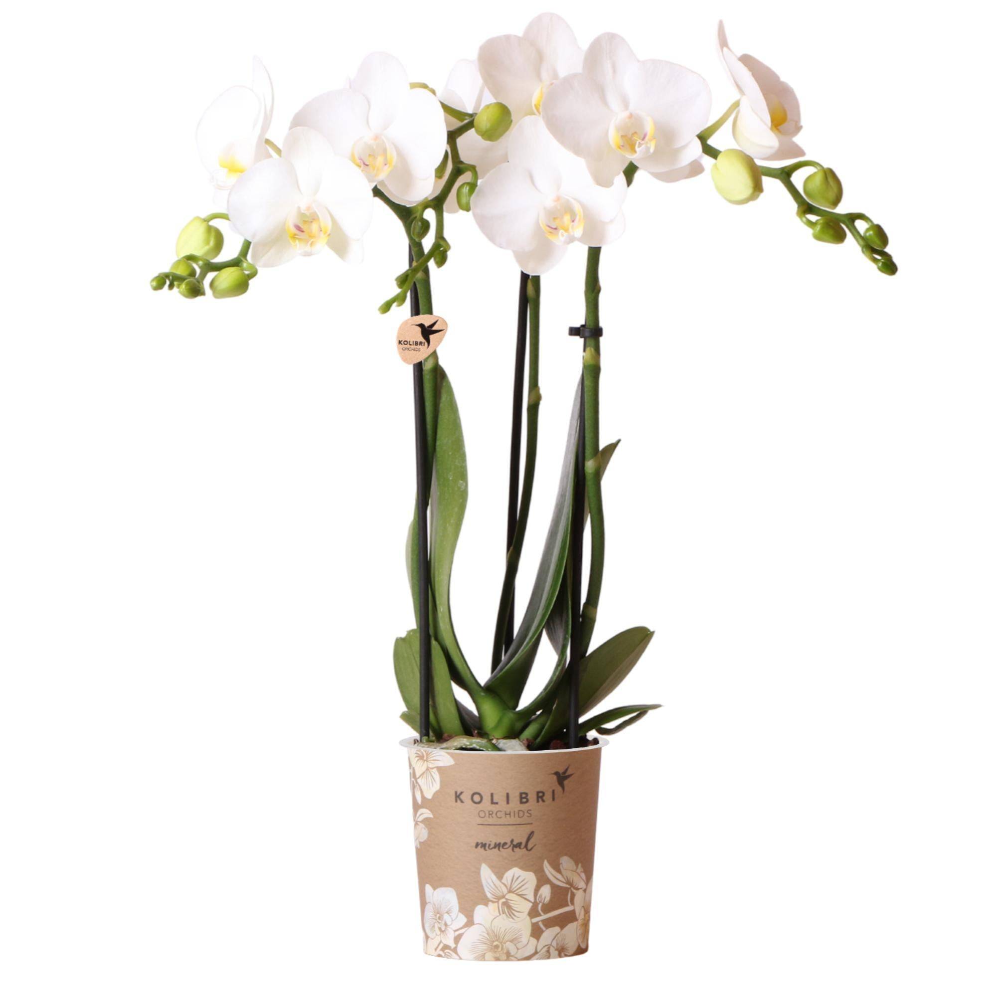 La Green Touch - Orchidée blanche et son cache-pot - h35cm, Ø9cm 35cm - Plante d'intérieur- La Green Touch - Image 1