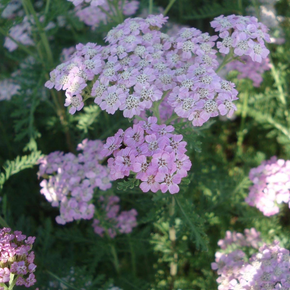 Promesse de Fleurs - Achillée millefolium Wonderful Wampee Godet de 8/9 cm