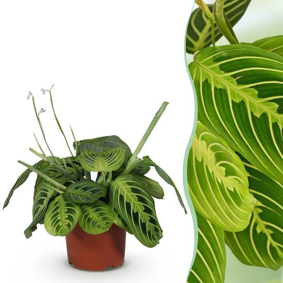 Maranta Fascinator Lemon Vert Clair - H35cm - Image 2