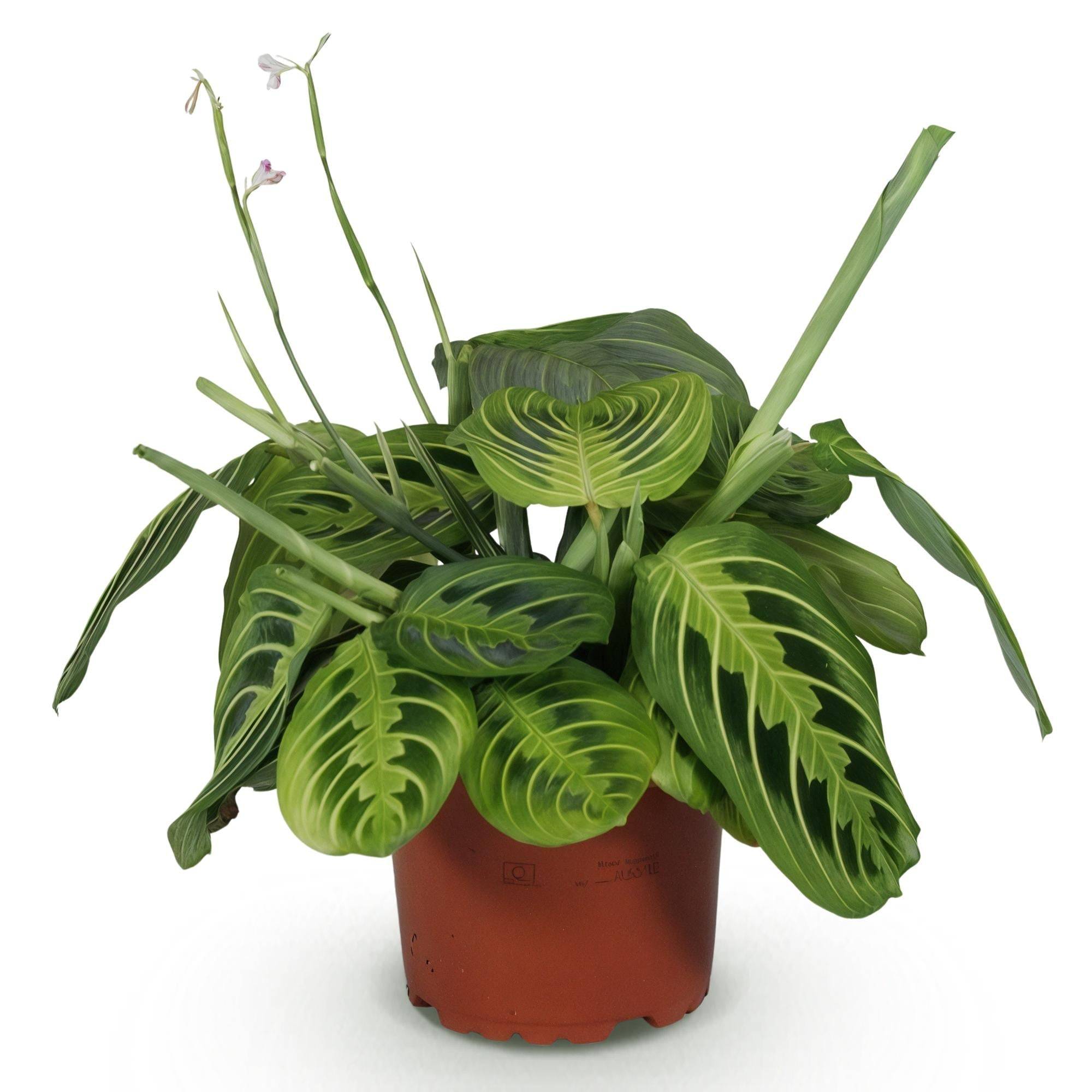 Maranta Fascinator Lemon Vert Clair - H35cm - Image 3