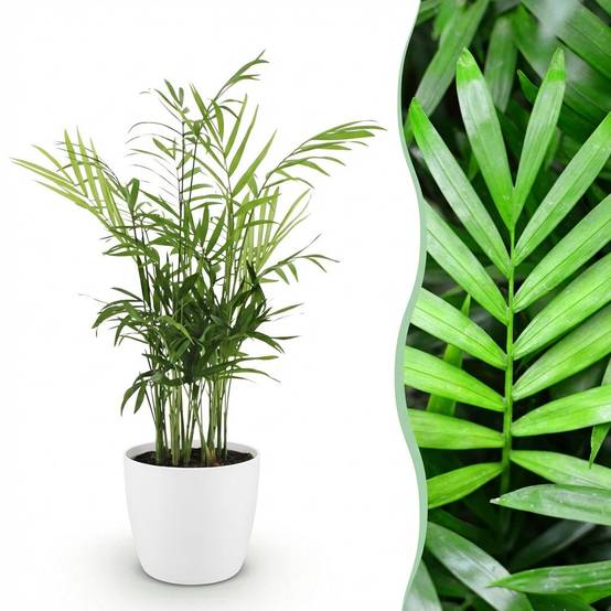 Chamaedorea elegans - Pet-friendly - Pot de 12cm - Hauteur 15cm - Blanc - Plantes d'intérieur - Image 1