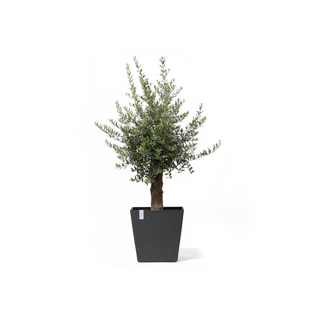 Ecopots - Grand pot sur roues Rotterdam 50 Gris Foncé - 50 x 50 x H. 49,2 cm - 76,3 L ECOPOTS - Imagen 1