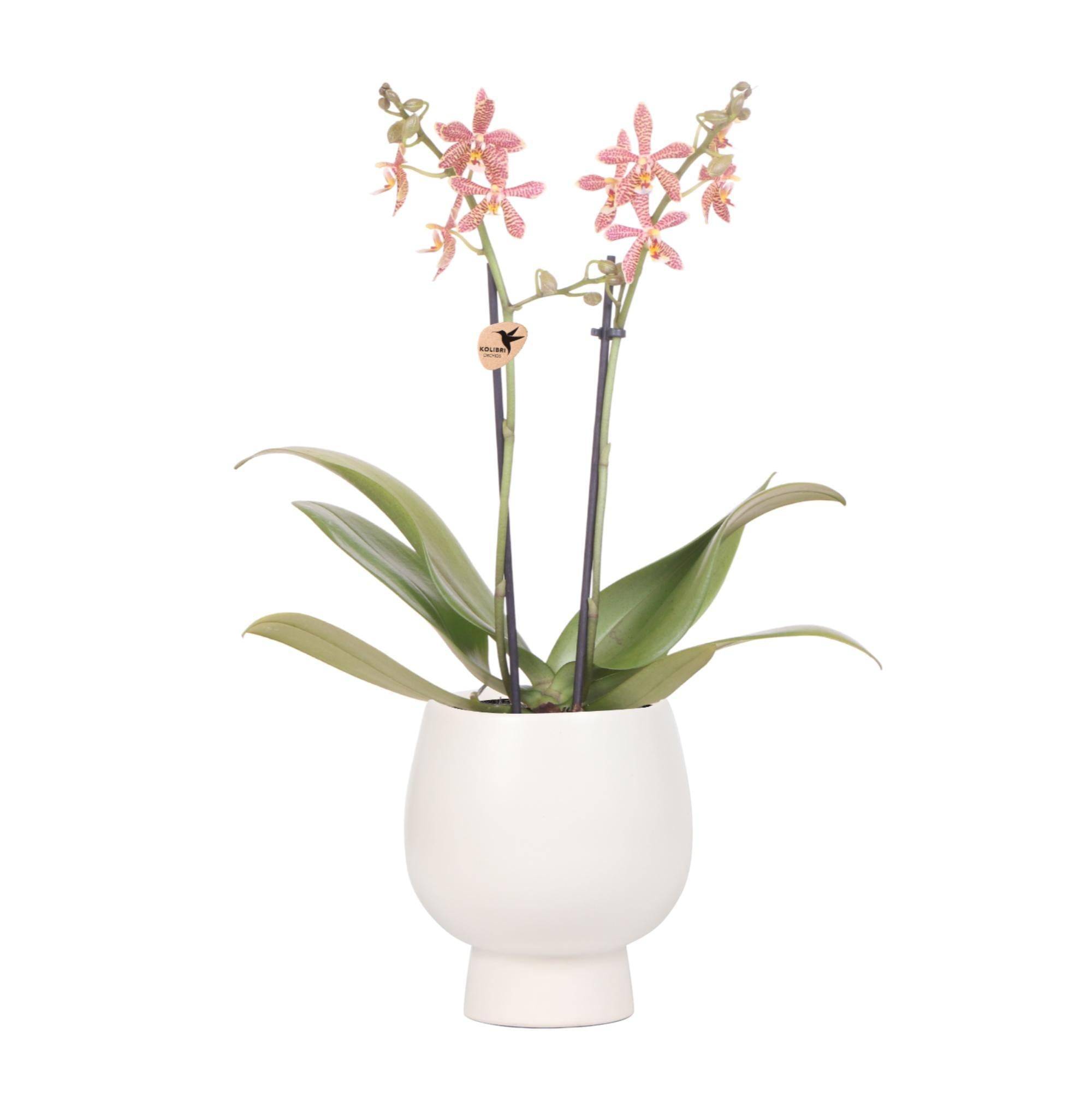 La Green Touch - Orchidée araignée et son pot- La Green Touch Blanc - Hauteur 35cm - Imagen 1