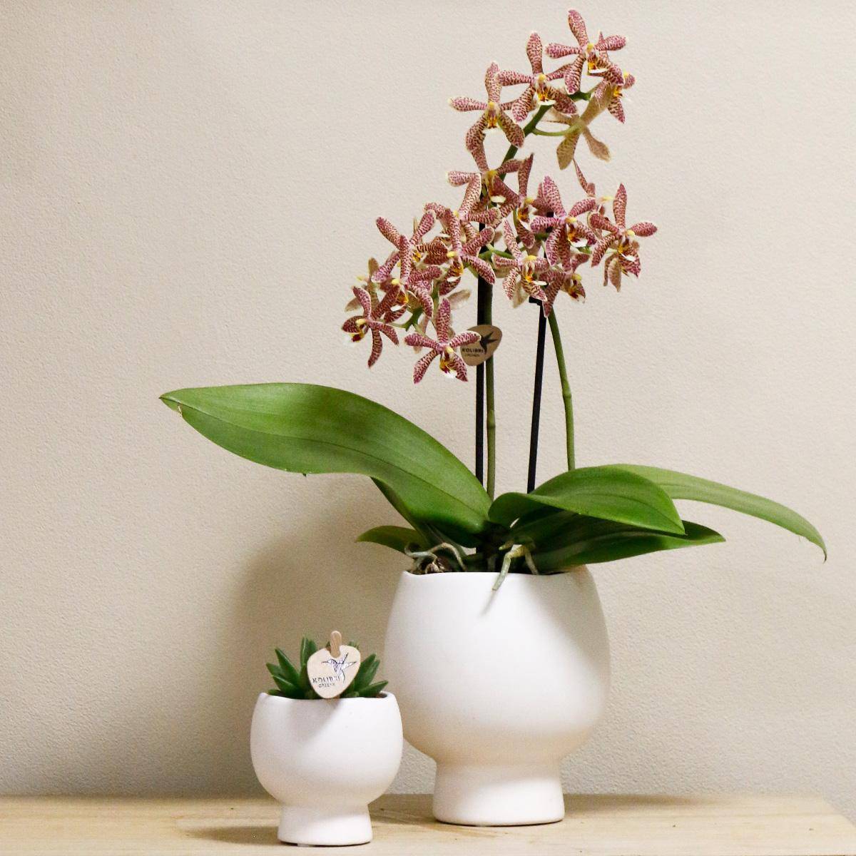 La Green Touch - Orchidée araignée et son pot- La Green Touch Blanc - Hauteur 35cm - Imagen 2