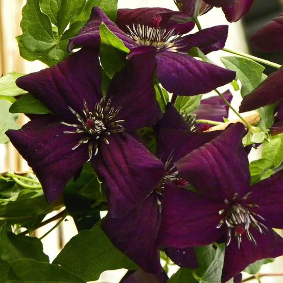 Clématite viticella Dark Eyes à fleurs Violette - feuillage Caduc - Godet - 5/20 cm- hauteur à maturité De 2,50 m à 3,00 m - Image 1