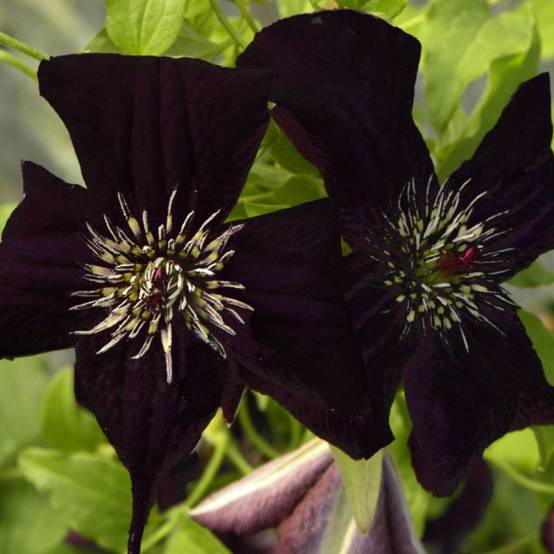 Clématite viticella Dark Eyes à fleurs Violette - feuillage Caduc - Godet - 5/20 cm- hauteur à maturité De 2,50 m à 3,00 m - Image 6