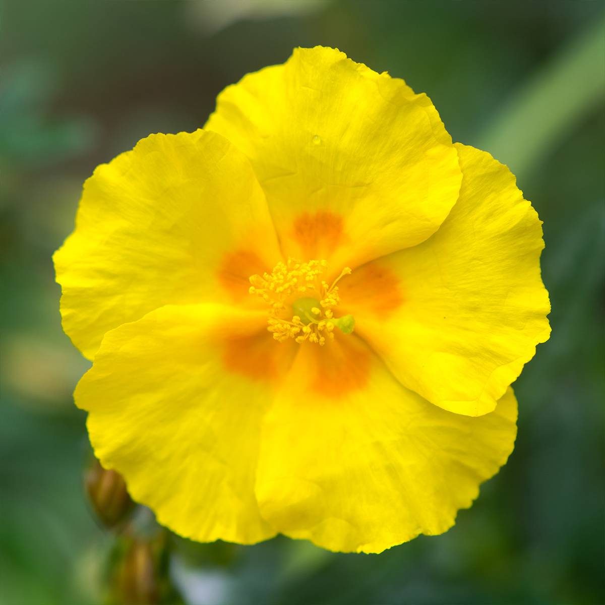 Helianthemum Golden Queen - Hélianthème Godet de 8/9 cm