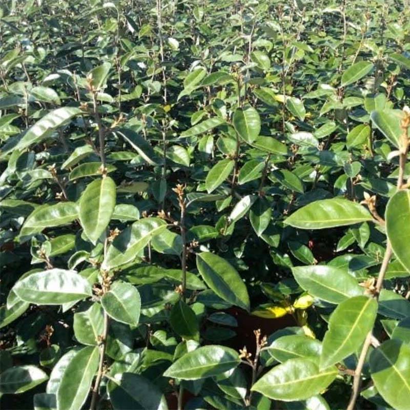Elaeagnus ebbingei Compacta - Chalef Pot de 7,5L/10L