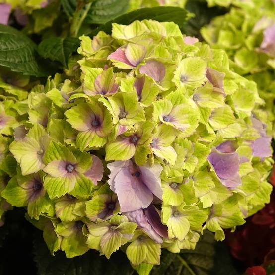Hortensia - Hydrangea macrophylla Magical Jewel rosa Pot de 4L/5L - Image 1