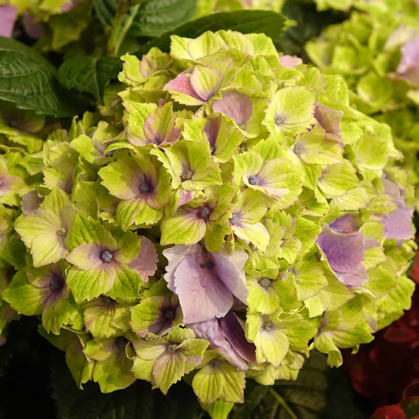 Hortensia - Hydrangea macrophylla Magical Jewel rosa Pot de 4L/5L - Imagen 1
