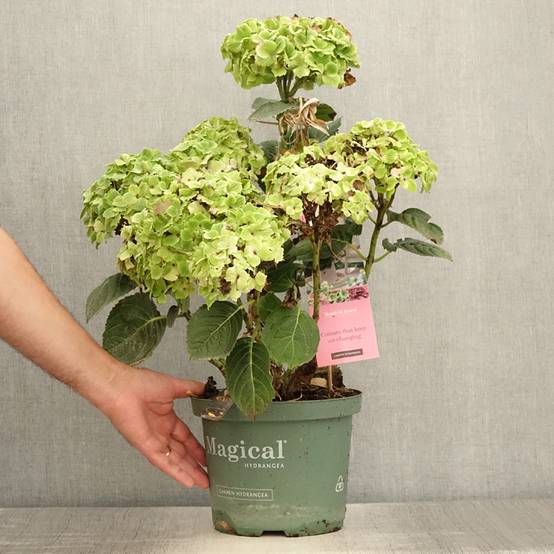 Hortensia - Hydrangea macrophylla Magical Jewel rosa Pot de 4L/5L - Image 2