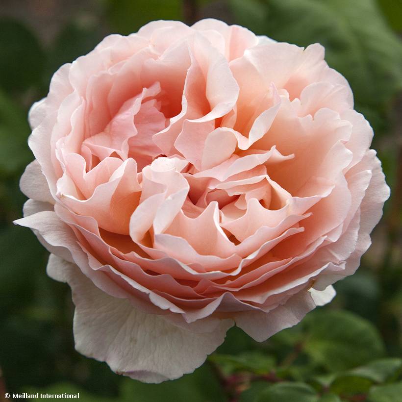 Promesse de Fleurs - Rosier à grandes fleurs Princesse Charlène de Monaco Pot de 4L/5L