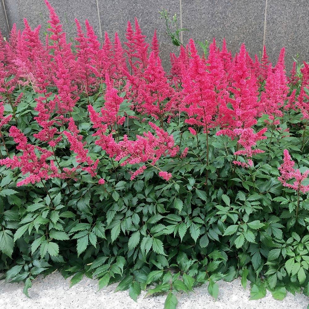 Astilbe Vision in Red Godet de 8/9 cm
