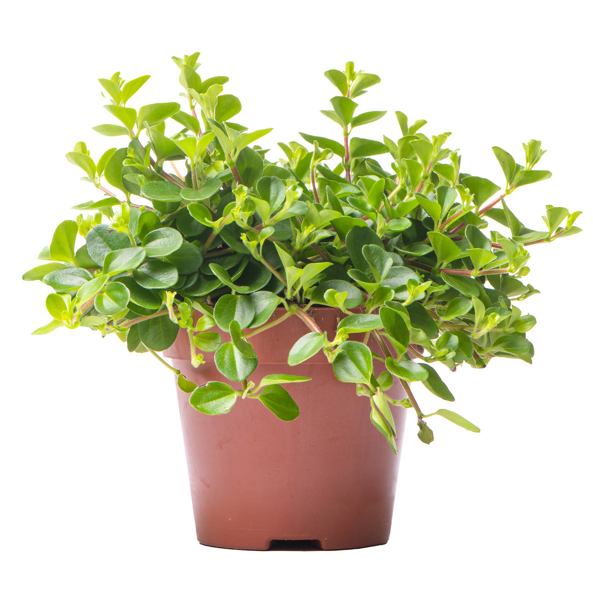Gardenersdream - Peperomia Rotundifolia | Plante D'Intérieur Pour Maison Ou Bureau De 10 À 15 Cm En Pot - GardenersDream - Imagen 1