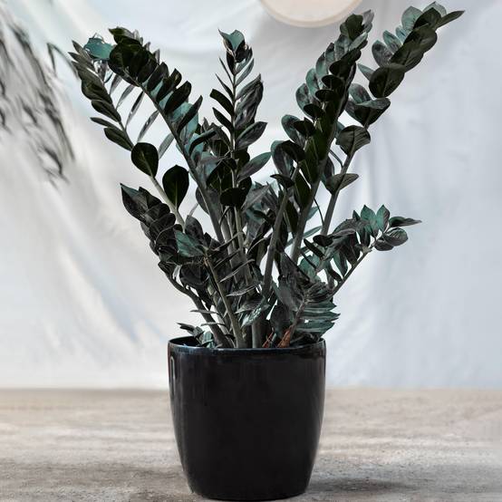 Gardenersdream - Zamioculcas "Raven" À Feuillage Persistant | Plantes D'Intérieur Zz Noire De 30 À 40 Cm En Pot - GardenersDream - Image 1