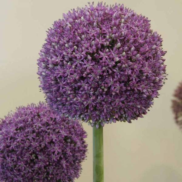Promesse de Fleurs - Ail d'ornement - Allium Ambassador Bulbe calibre 24+