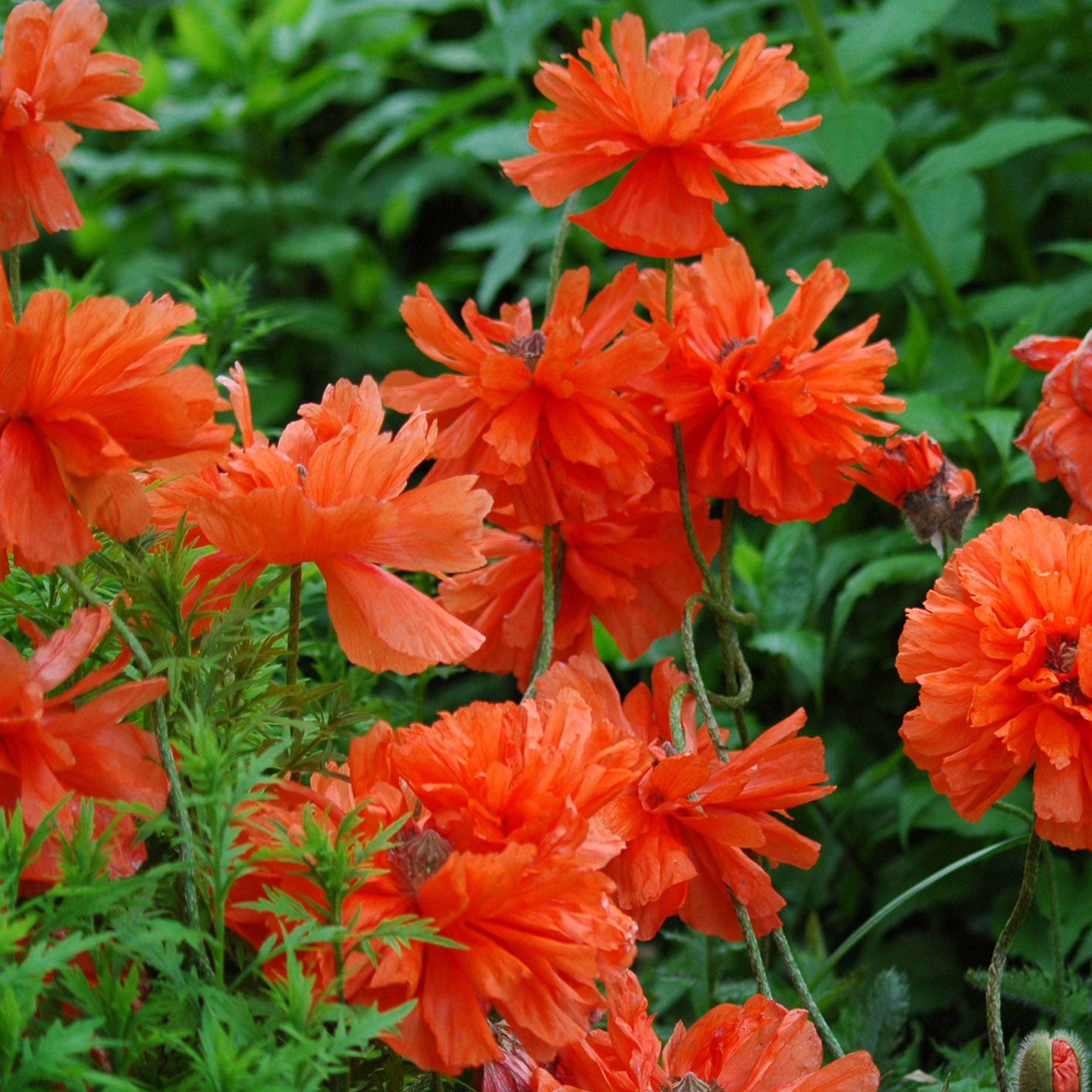 Pavot d'Orient May Queen - Papaver orientale Godet de 8/9 cm