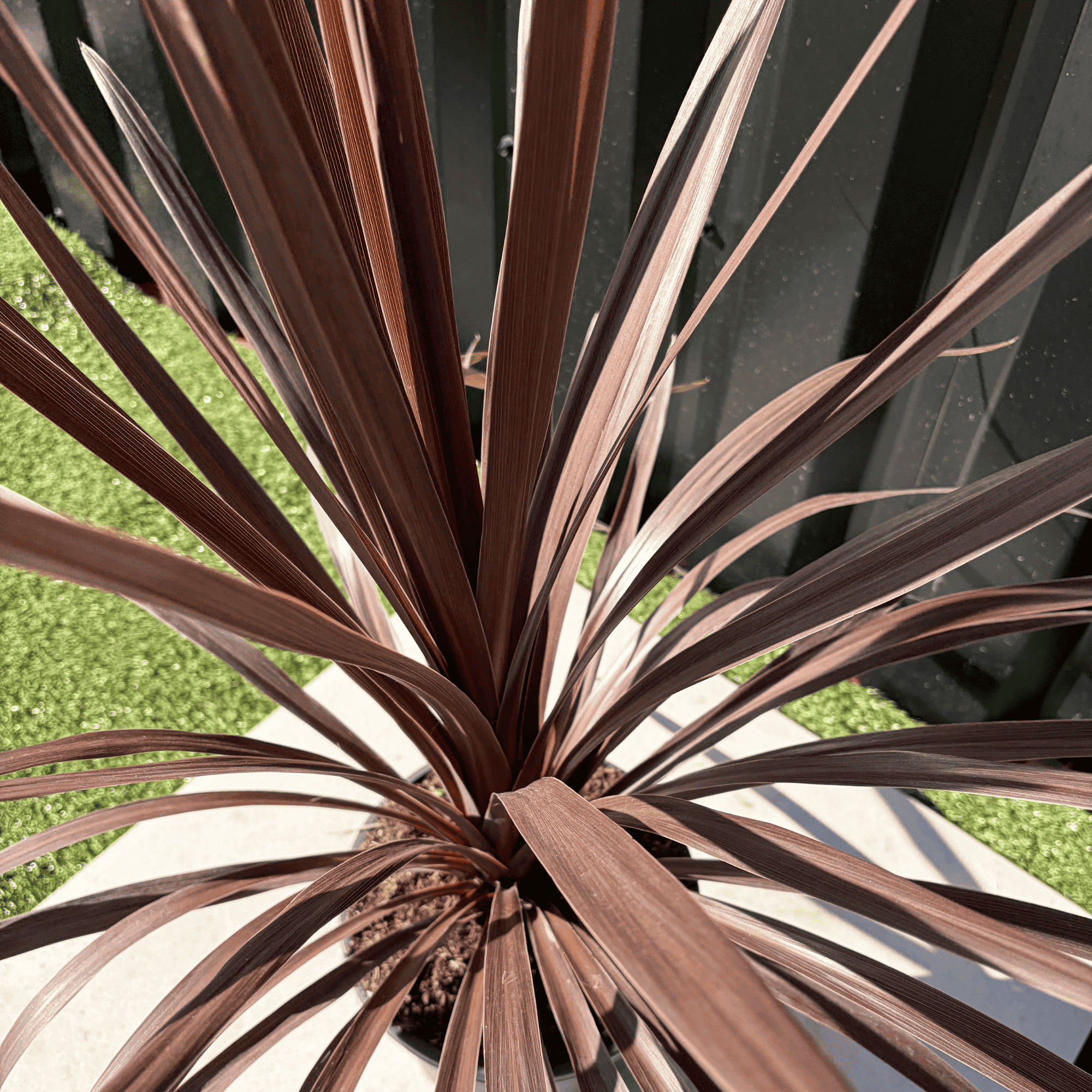 Cordyline Australis Red Star Hauteur 70 cm - Image 3