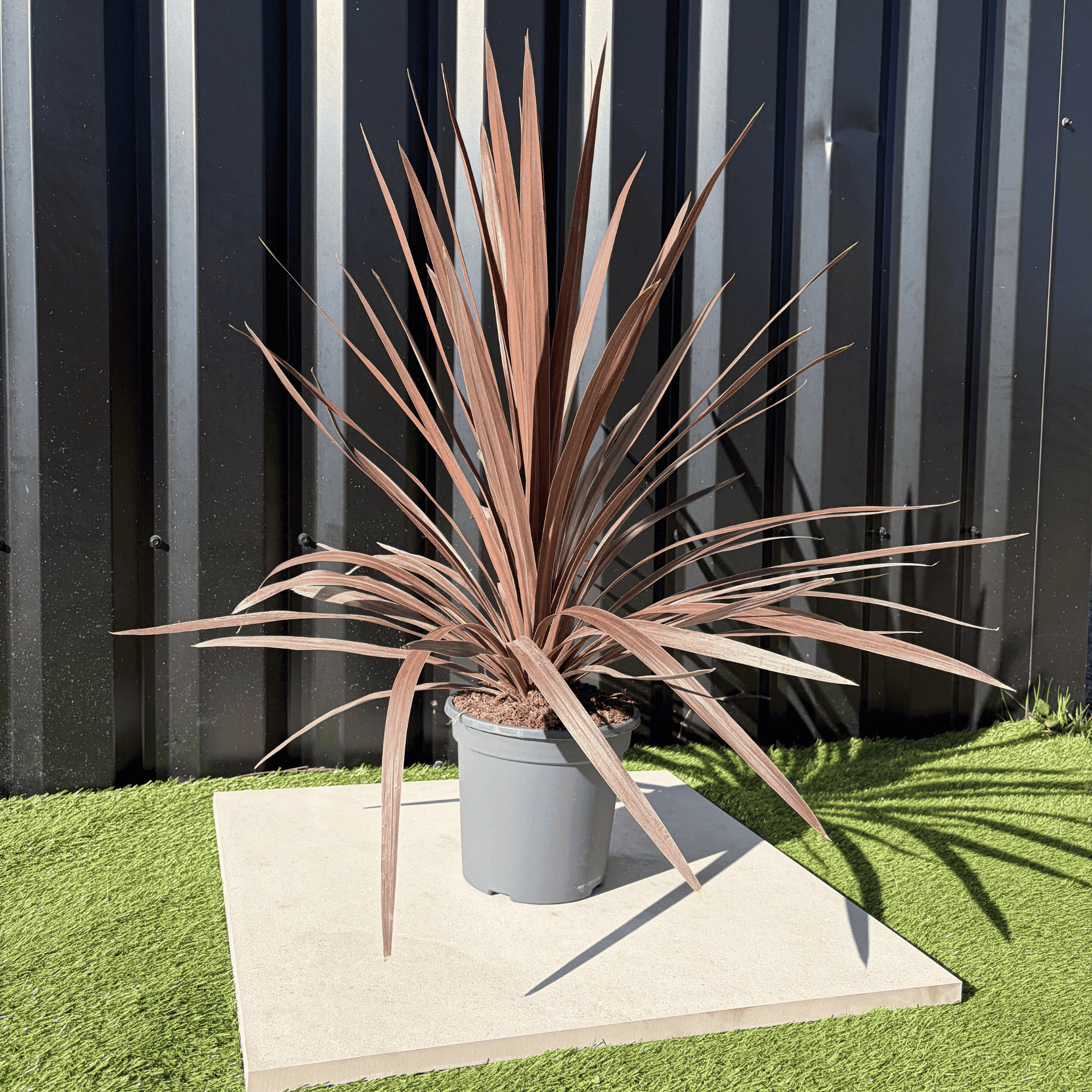 Cordyline Australis Red Star Hauteur 70 cm - Image 2