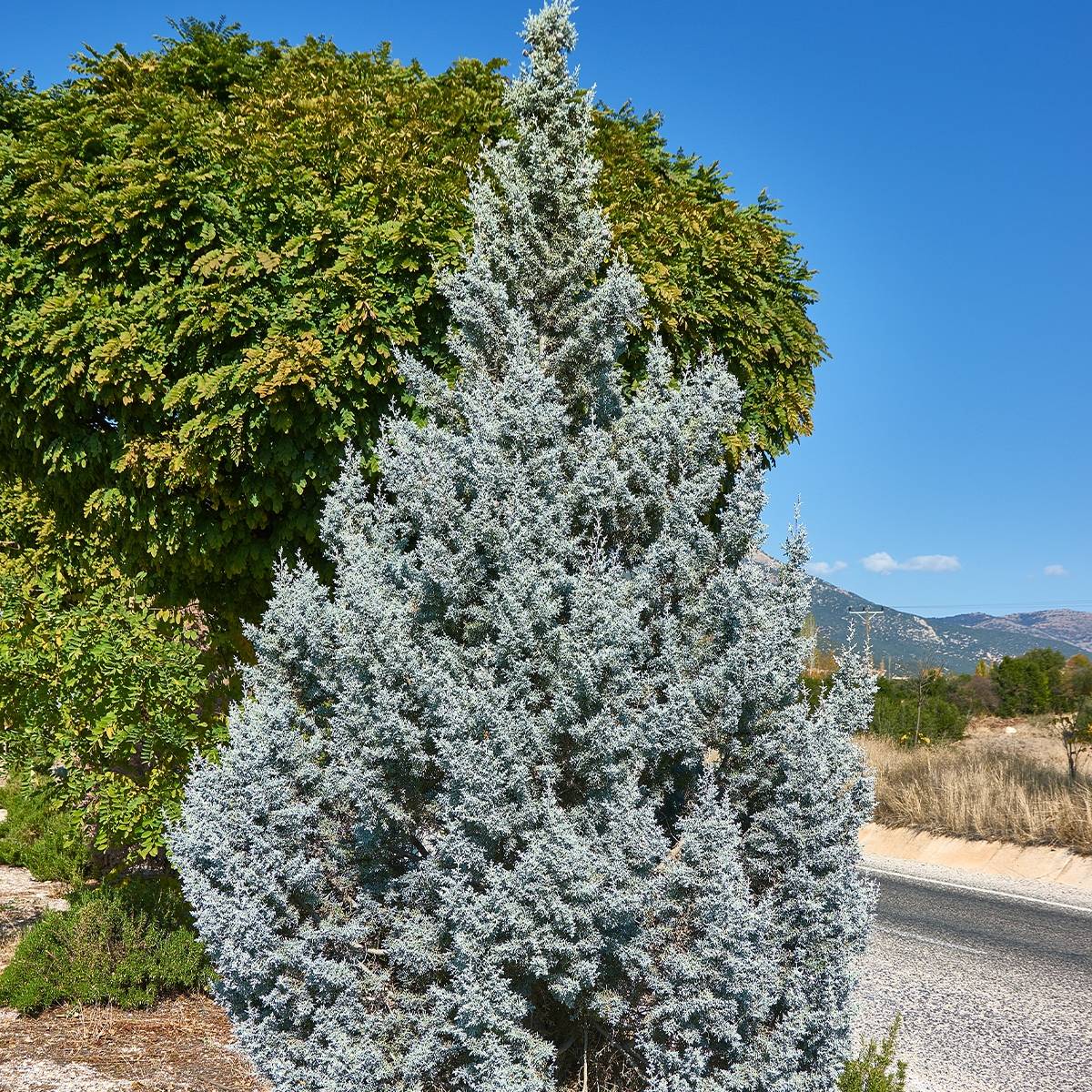 Genévrier - Juniperus scopulorum Moonglow Godet de 8/9 cm - Image 1