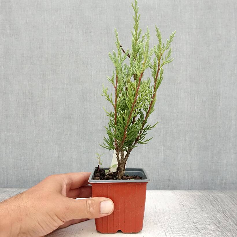 Genévrier - Juniperus scopulorum Moonglow Godet de 8/9 cm - Image 2