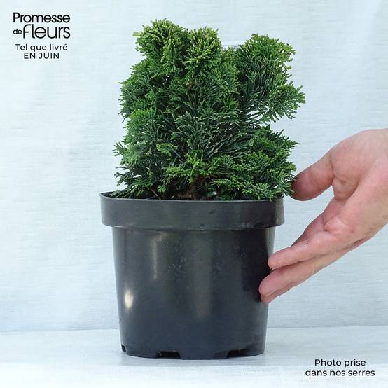 Chamaecyparis obtusa Nana Gracilis - Faux cyprès du Japon Pot de 2L/3L - Image 2