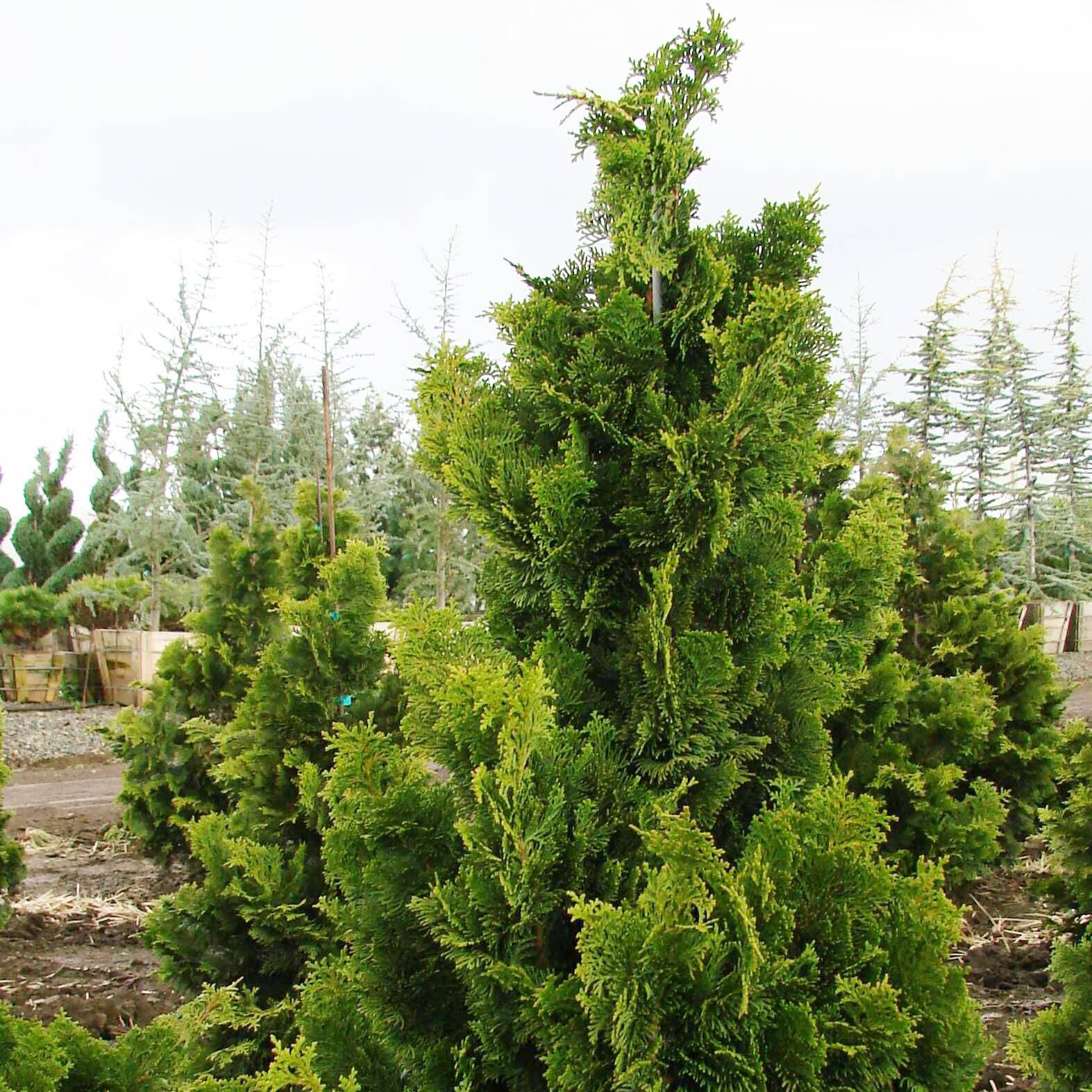 Chamaecyparis obtusa Nana Gracilis - Faux cyprès du Japon               Pot de 2L/3L - Image 1