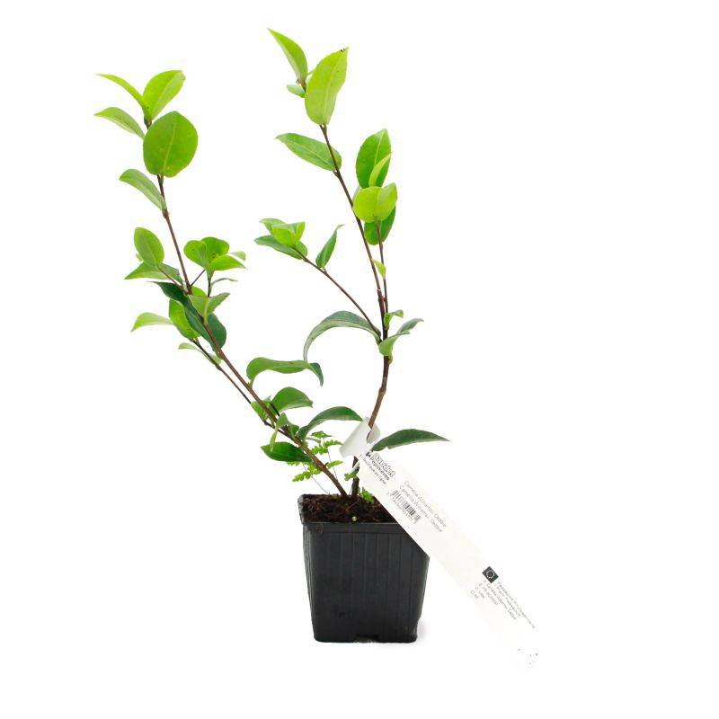 Camélia 'Debbie' (Camellia x williamsii 'Debbie') - Godet - Taille 13/25cm - Pépinières Naudet - Imagen 2
