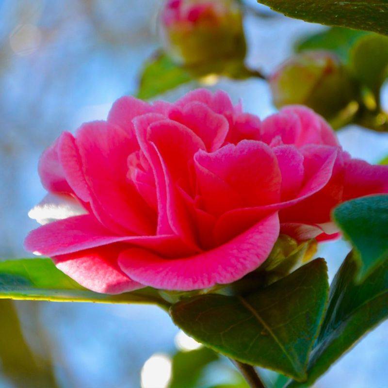 Camélia 'Debbie' (Camellia x williamsii 'Debbie') - Godet - Taille 13/25cm - Pépinières Naudet - Imagen 1
