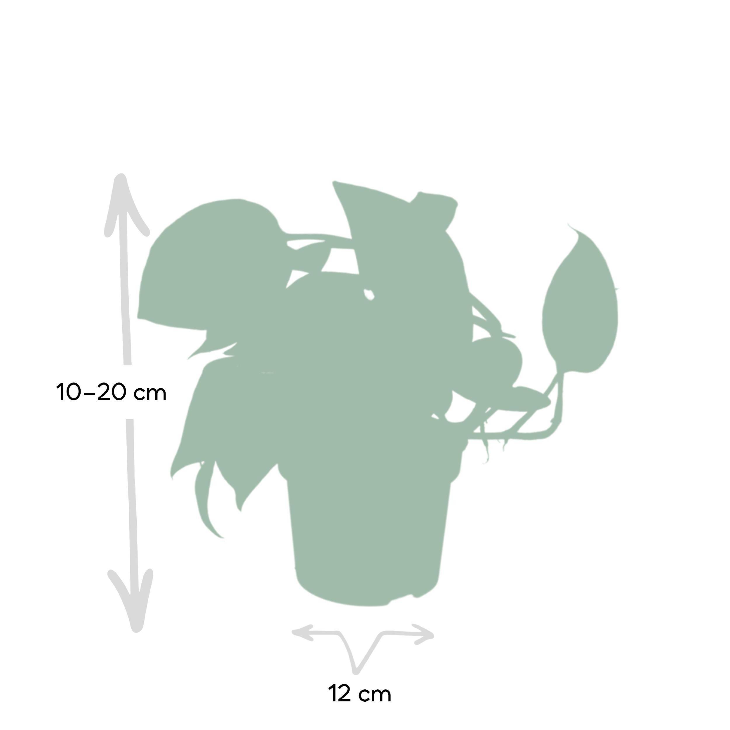 Sans Marque - Epipremnum Pinnatum Une variante:Epipremnum Aureum - Scindapsus - 20cm - Ø12 - Imagen 4