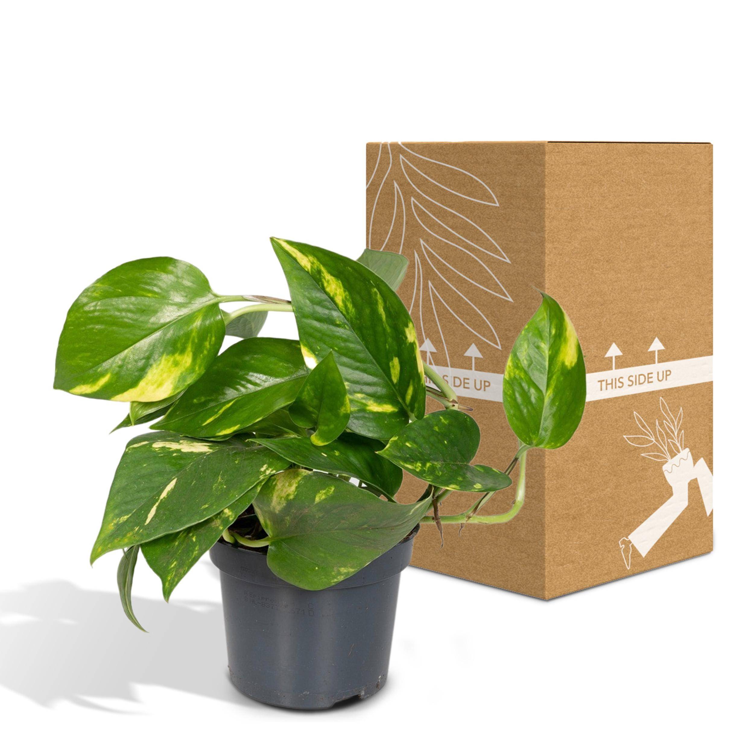 Sans Marque - Epipremnum Pinnatum Une variante:Epipremnum Aureum - Scindapsus - 20cm - Ø12 - Imagen 5