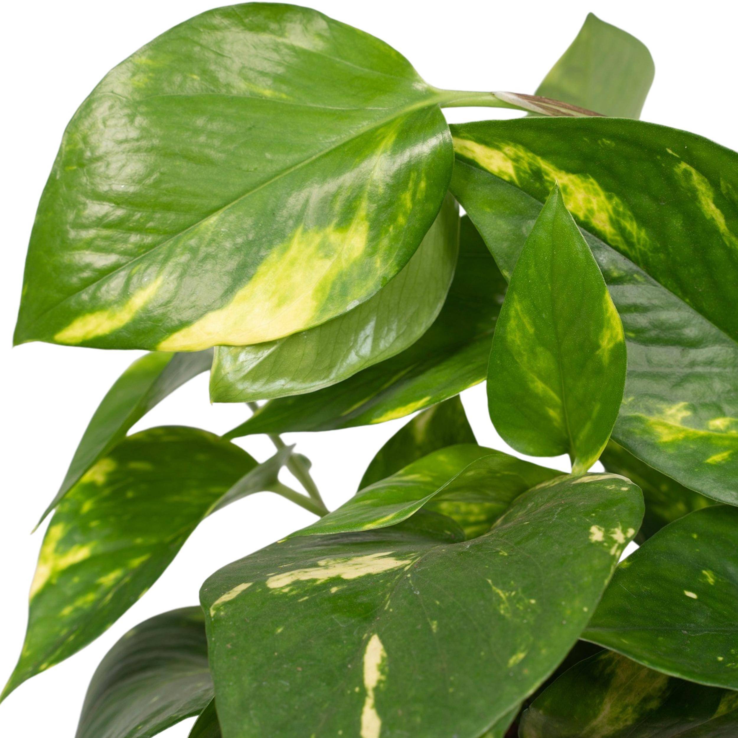 Sans Marque - Epipremnum Pinnatum Une variante:Epipremnum Aureum - Scindapsus - 20cm - Ø12 - Imagen 3