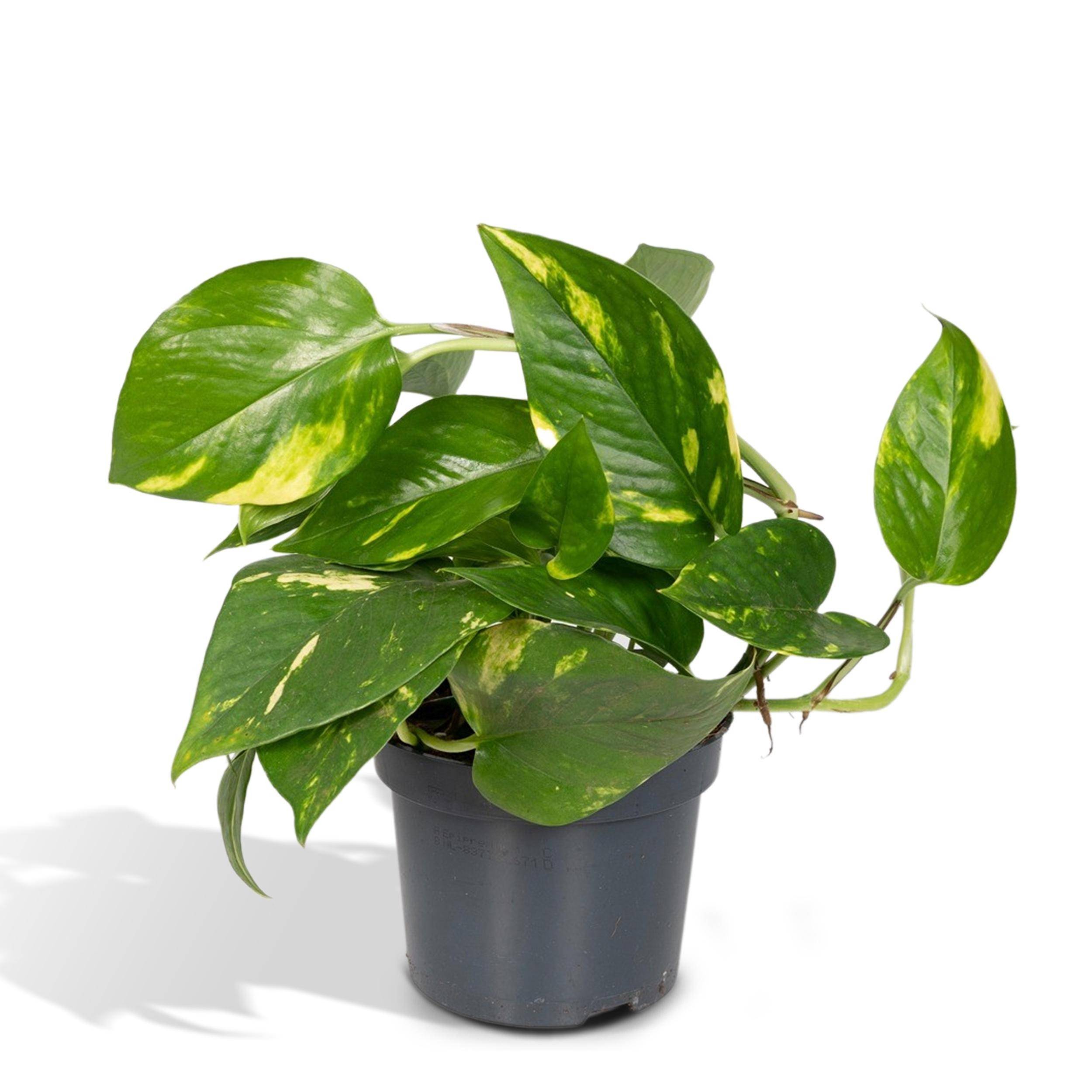 Sans Marque - Epipremnum Pinnatum Une variante:Epipremnum Aureum - Scindapsus - 20cm - Ø12 - Imagen 1