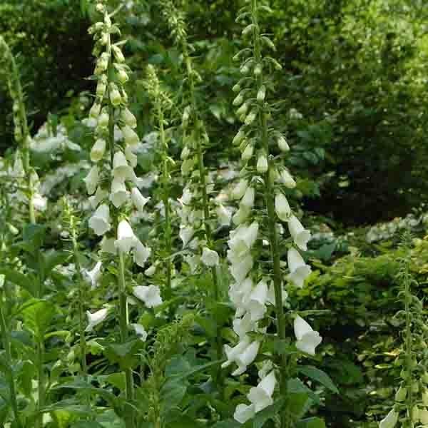 Digitalis purpurea Alba - Digitale pourpre Blanche. Pot de 2L/3L