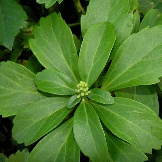 Pachysandra terminalis Godet de 8/9 cm