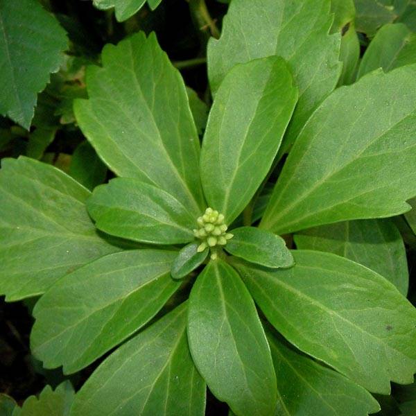 Pachysandra terminalis Godet de 8/9 cm