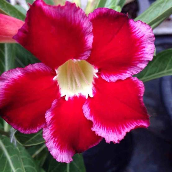 Sans Marque - Adenium obesum cv.Dang Suda Caudex d'environ 300g 20/25cm - Image 1