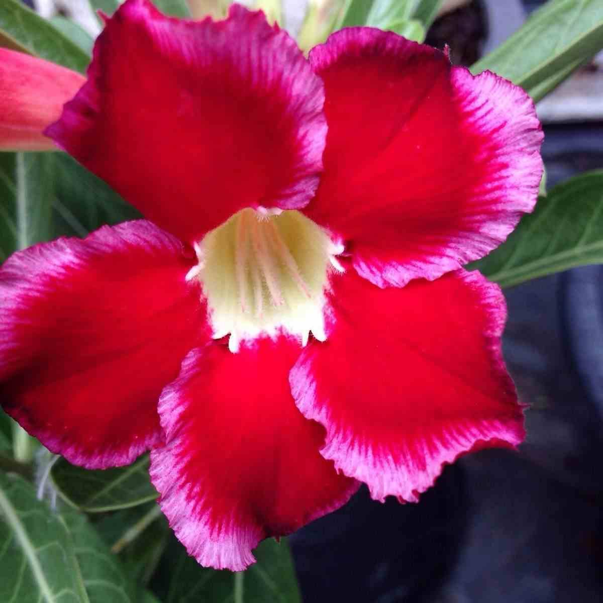Sans Marque - Adenium obesum cv.Dang Suda Caudex d'environ 300g 20/25cm - Image 1