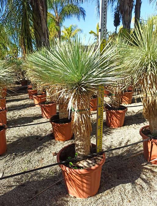 Sans Marque - Adenium obesum cv.Dang Suda Caudex d'environ 300g 20/25cm - Image 5
