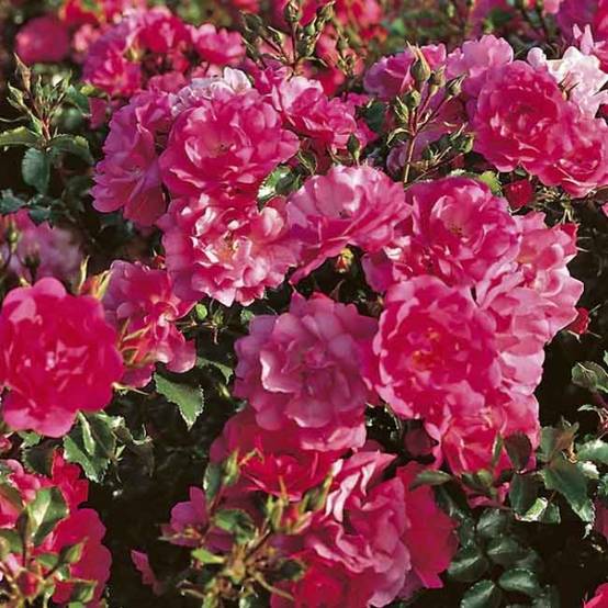 Rosier Décorosiers EMERA Pot de 2L/3L