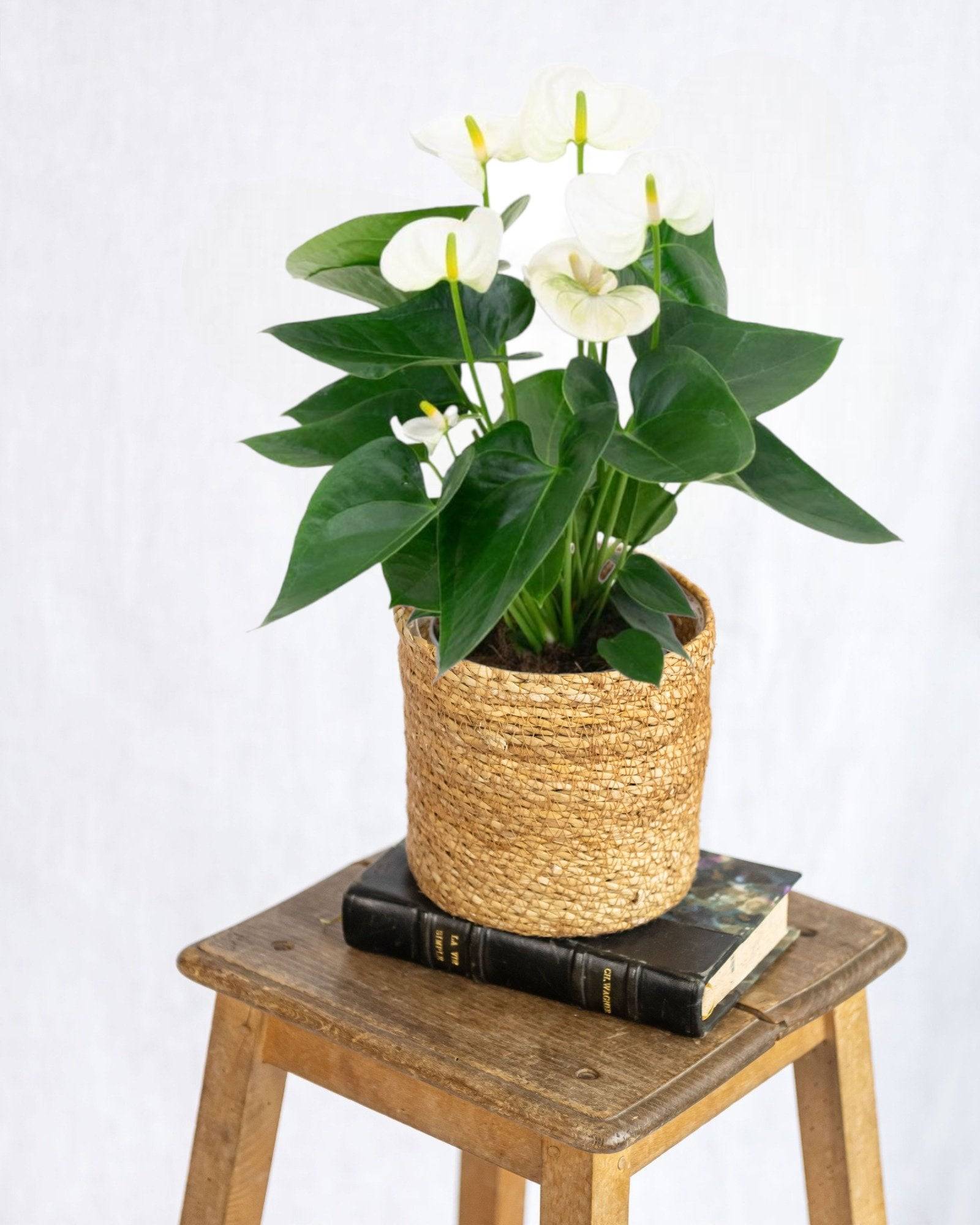 La Green Touch - Anthurium blanc 43cm - Plante d'intérieur- La Green Touch - Imagen 2