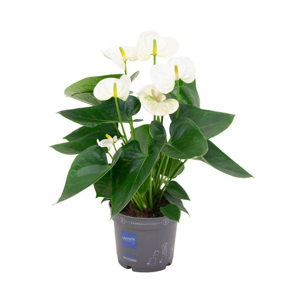 La Green Touch - Anthurium blanc 43cm - Plante d'intérieur- La Green Touch - Imagen 1