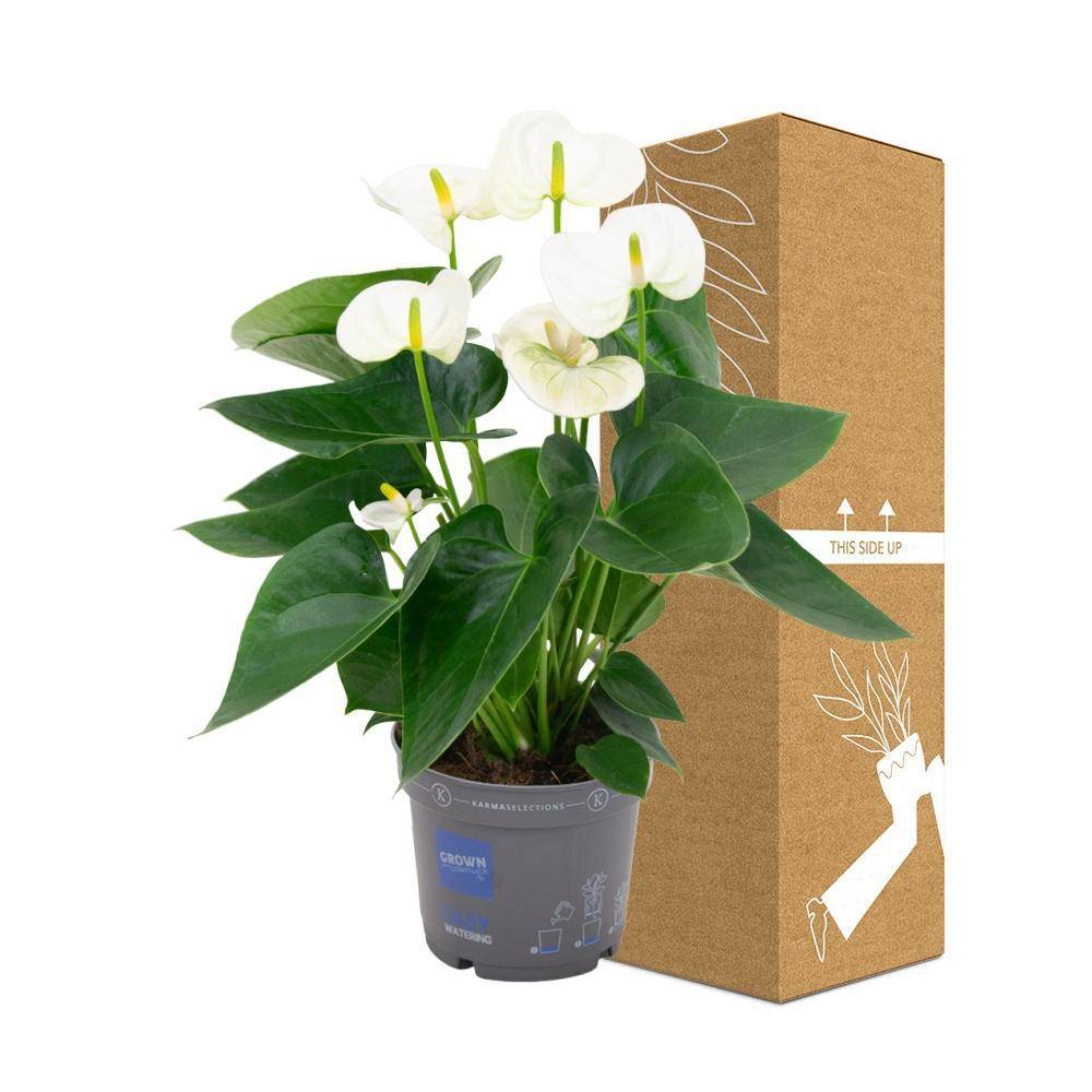 La Green Touch - Anthurium blanc 43cm - Plante d'intérieur- La Green Touch - Imagen 4