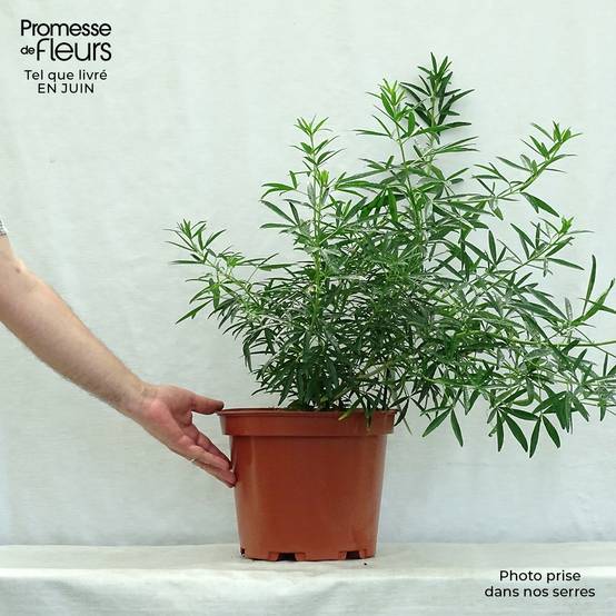 Choisya Aztec Pearl - Oranger du Mexique Pot de 7,5L/10L - Image 2