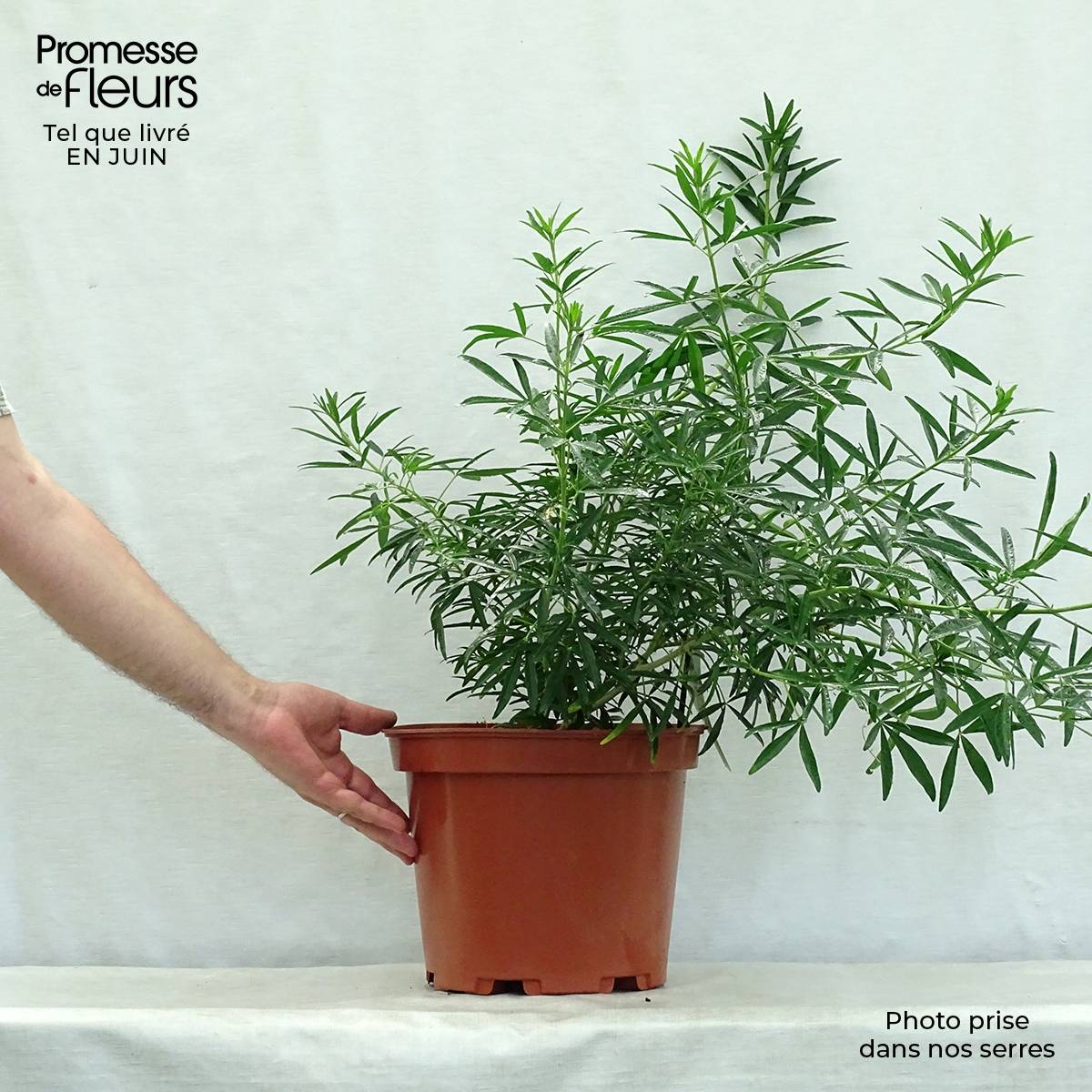 Choisya Aztec Pearl - Oranger du Mexique Pot de 7,5L/10L - Image 2