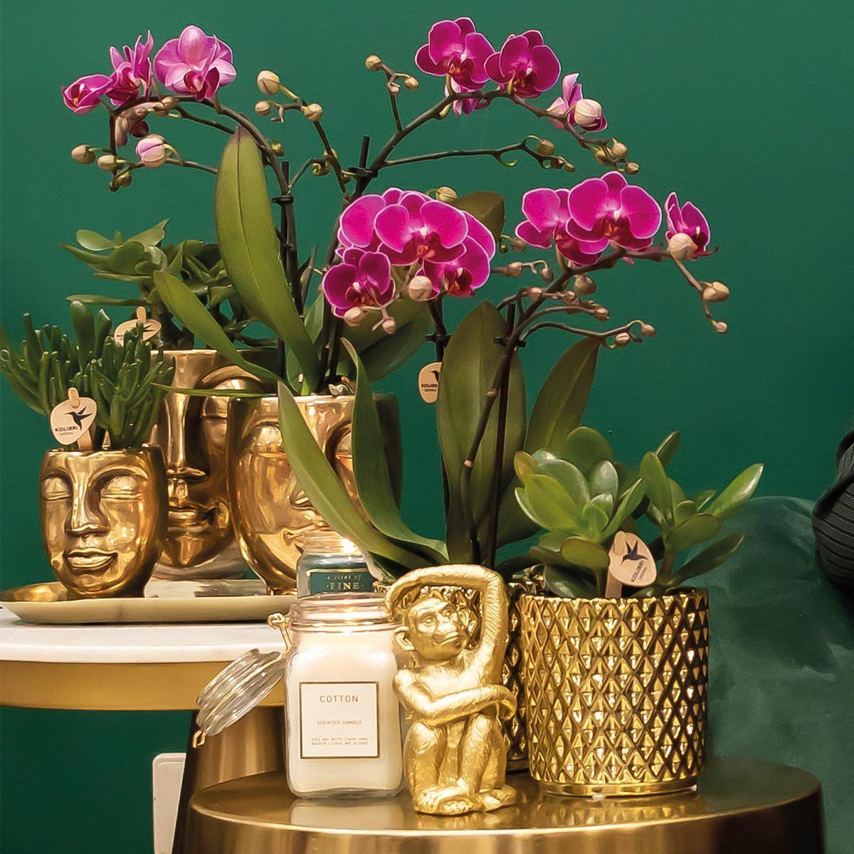 La Green Touch - Orchidée Morelia Violette et son pot- La Green Touch Brillant - Hauteur 35cm - Imagen 5