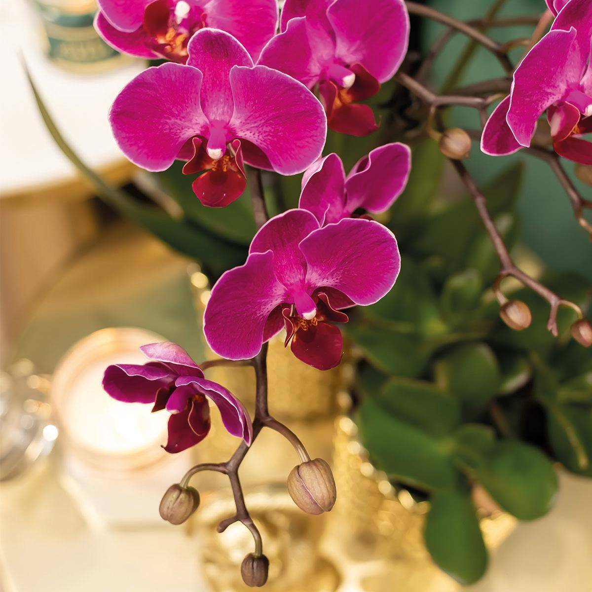 La Green Touch - Orchidée Morelia Violette et son pot- La Green Touch Brillant - Hauteur 35cm - Imagen 2